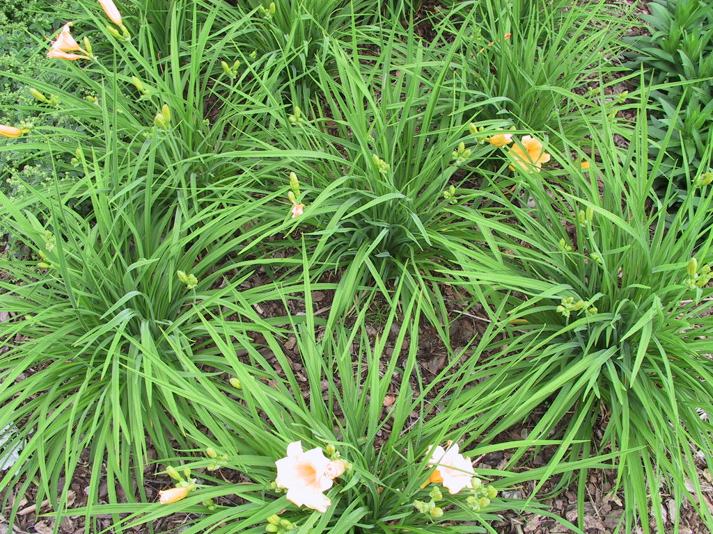 Hemerocallis Citrina bluehe.jpg